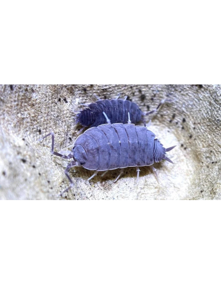 40 x Isopodos ''Blue powdery'' (porcellionides pruinosus) azul powdery a la venta en Mexico