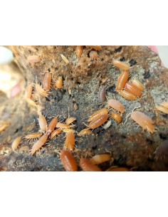 porcellionides pruinosus...