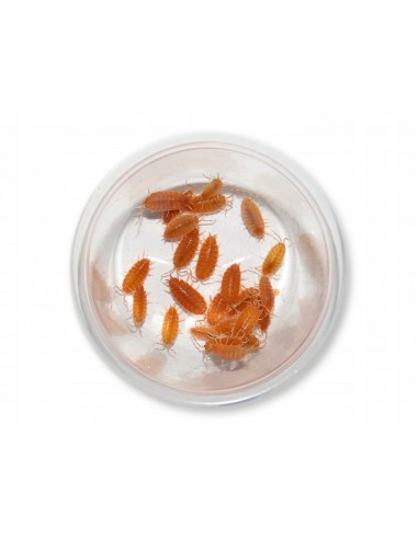 18 Isopodos ''Orange Powdery'' (Porcellionides...