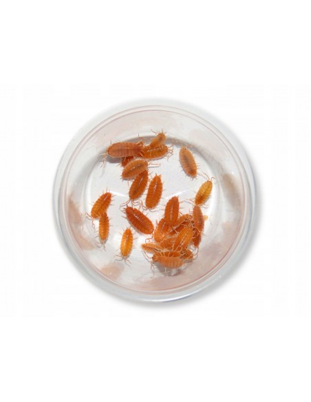 porcellionides pruinosus polvo naranja