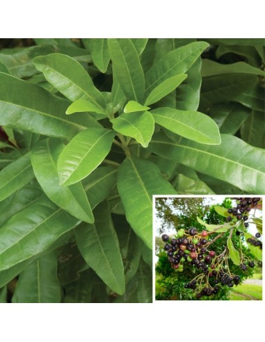 1 Allspice tree (Pimenta dioica) Endemic trees from Mexico, only at THE GREENS SHOP