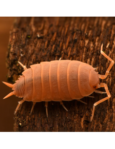 porcellionides pruinosus... 2