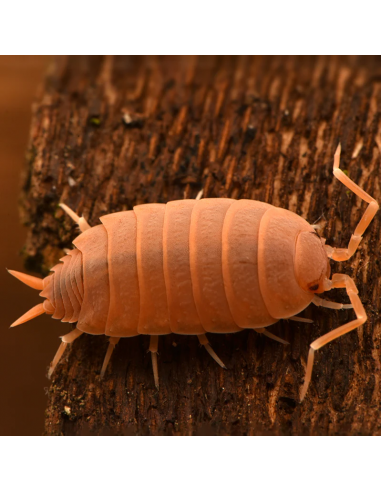 porcellionides pruinosus polvo naranja