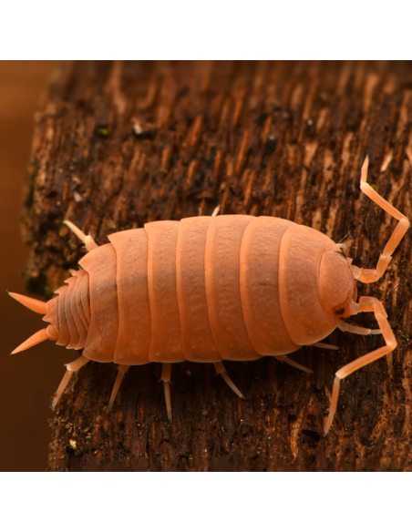 18 Isopodos ''Orange Powdery'' (Porcellionides pruinosus) Isopodos unicos para todas las edades - La isopoderia