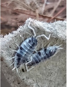 20 Isopodos ''Oreo...