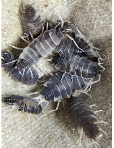 porcellionides pruinosus... 2