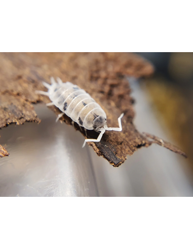 20 Isopodos ''Oreo crumble'' (Porcellionides...