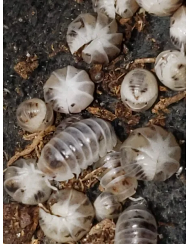 12 Venezillo parvus ''Dalmatian'' Dwarf isopods for sale in Mexico.