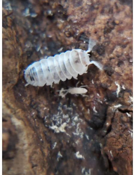 12 Venezillo parvus ''Dalmatian'' Dwarf isopods for sale in Mexico.