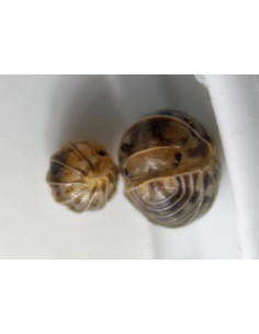 12 Venezillo parvus Isopods...