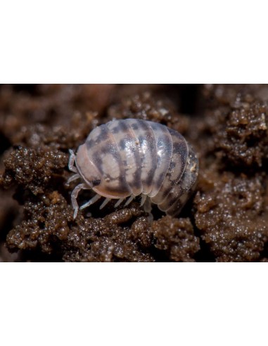 12 Isopodos Venezillo parvus enano - Isopodos...