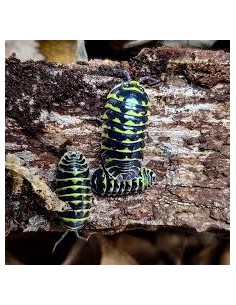 12 Yellow zebra isopods -...