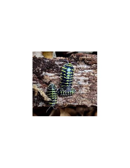 12 Isopodos ''Abeja zebra'' Armadillidium maculatum - Insectos que parecen abejas - Crustaceos Harolds shop