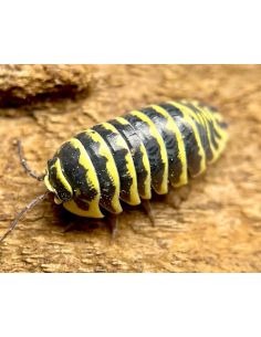 12 Yellow zebra isopods -... 2