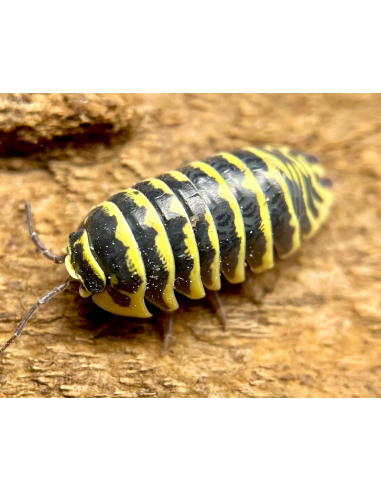 12 Isopodos ''Abeja zebra'' Armadillidium...