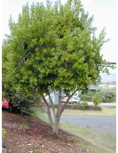 1 Allspice tree (Pimenta dioica) Endemic trees from Mexico, only at THE GREENS SHOP