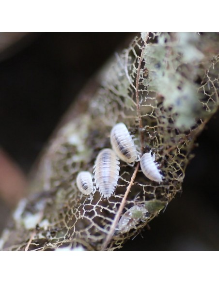 Trichorhina tomentosa Cochinilla enana para terrario
