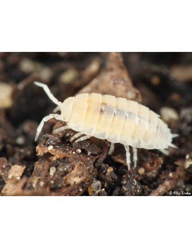 60+ Isopodos enanos blancos para terrarios...