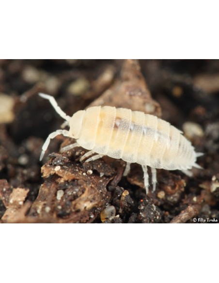 60+ Isopodos enanos blancos para terrarios bioactivos (Trichorhina tomentosa) Cochinilla enana albina Venta en Mexico comprar