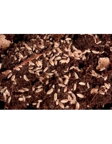 Trichorhina tomentosa Cochinilla enana para...