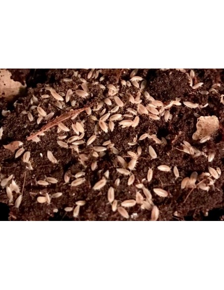 Trichorhina tomentosa Cochinilla enana para terrario