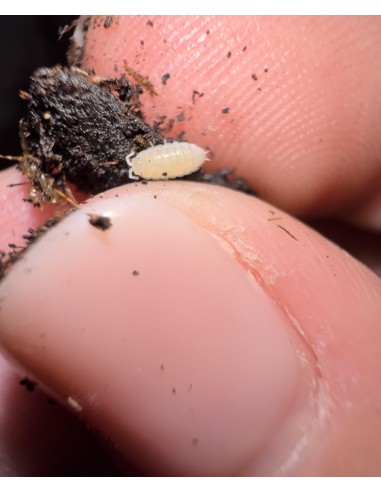 Trichorhina tomentosa Cochinilla enana para terrario