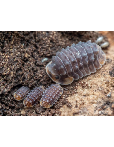 12 Shiny gator isopods - Cubaris sp- Rare gator rollie pollies for sale