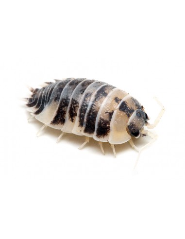 12 Isopodos ''Vaca lechera'' Dairy cow'' (Porcellio laevis) listos para terrario.