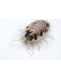 12 Isopodos ''Vaca... 2