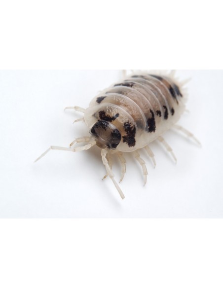 12 Isopodos ''Vaca lechera'' Dairy cow'' (Porcellio laevis) listos para terrario.