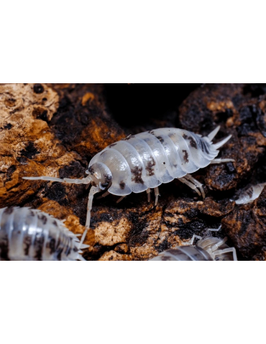 12 Isopodos ''Vaca lechera'' Dairy cow''...