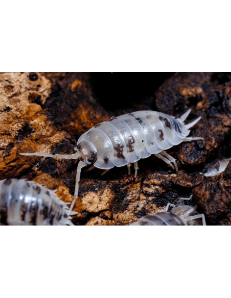 12 Isopodos ''Vaca lechera'' Dairy cow'' (Porcellio laevis) listos para terrario.