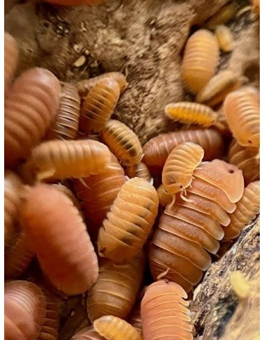 12 Isopodos ''Mandarina'' Cubaris murina  HAROLD'S SHOP Proveedor de cochinillas mascotas dentro de latinoamerica