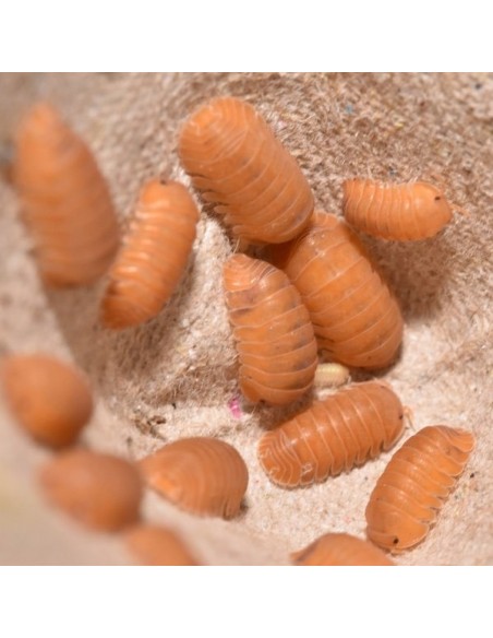 12 Isopodos ''Mandarina'' Cubaris murina  HAROLD'S SHOP Proveedor de cochinillas mascotas dentro de latinoamerica