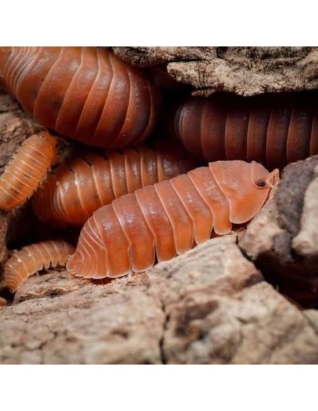 12 ''Murina orange'' Isopodos Cubaris murina - Rare exotic pets for autist childrens and relaxation -