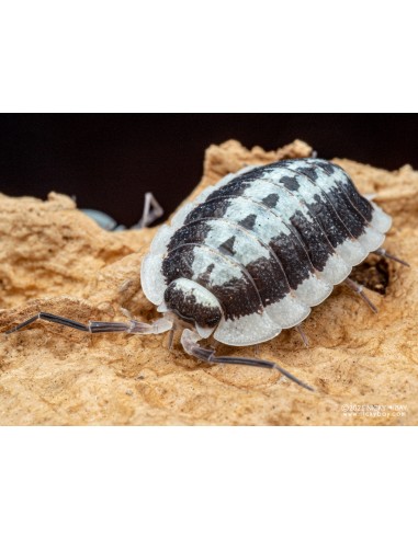 12 ''Oreo gigante'' Porcellio flavomarginatus - Isopodos terrestres mascota gigantes - En linea