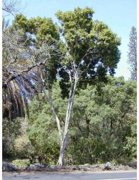 1 Allspice tree (Pimenta dioica) Endemic trees from Mexico, only at THE GREENS SHOP