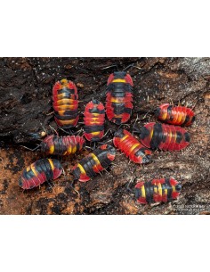 6 Isopodos ''Santo grial''...
