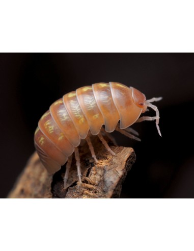 12 Isopodos ''Penny pack gold'' Armadillidium vulgare- Rara morfo a la venta en EL REY DE LOS ISOPODOS.