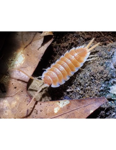 12 ''Orange hoffmannseggi'' Porcellio hoffmannseggi isopodos - For sale in Mexico.