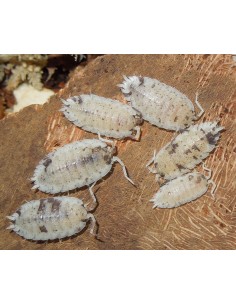 20 Isopodos ''Dalmata''...