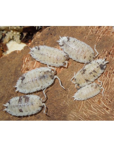 20 Isopodos ''Dalmata'' Porcellio scaber - Haz tu terrario bioactivo - Mascotas exoticas on-line Harold's Shop