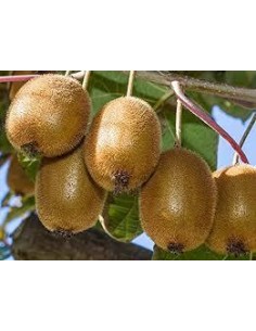 40 SEEDS OF GREEN KIWIFRUIT...