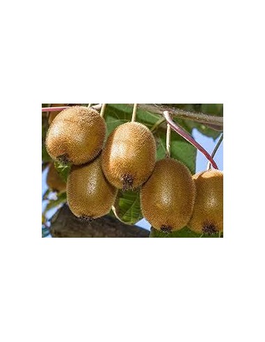 40 SEEDS OF GREEN KIWIFRUIT (ACTINIDIA CHINENSIS) PLANTING KIWIFRUIT IN MEXICO