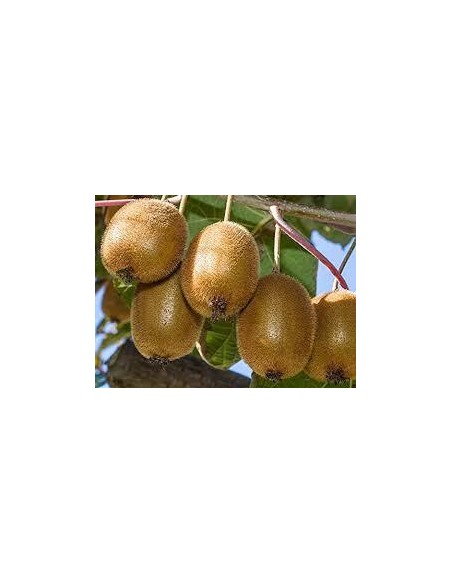 40 SEMILLAS DE KIWI VERDE (ACTINIDIA CHINENSIS) SEMBRAR KIWI EN MEXICO