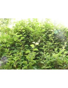 40 SEMILLAS DE KIWI VERDE... 2