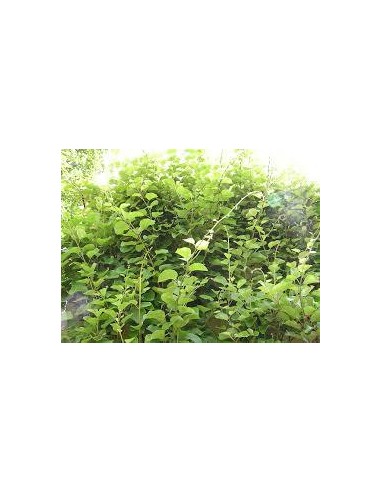 40 SEMILLAS DE KIWI VERDE (ACTINIDIA CHINENSIS)...