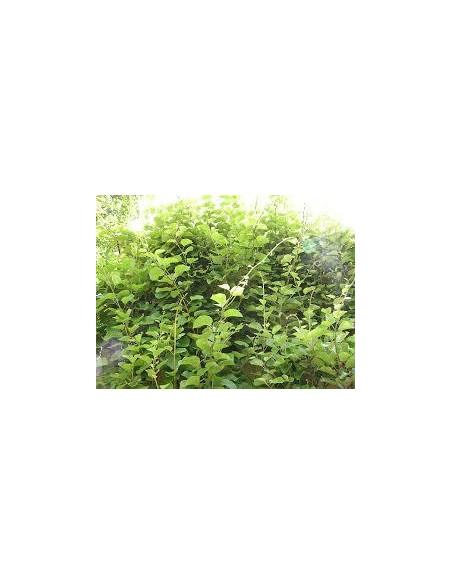 40 SEMILLAS DE KIWI VERDE (ACTINIDIA CHINENSIS) SEMBRAR KIWI EN MEXICO