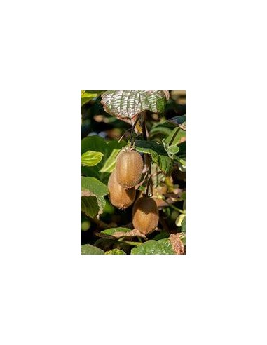 40 SEMILLAS DE KIWI VERDE (ACTINIDIA CHINENSIS)...