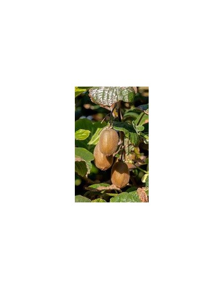 40 SEMILLAS DE KIWI VERDE (ACTINIDIA CHINENSIS) SEMBRAR KIWI EN MEXICO